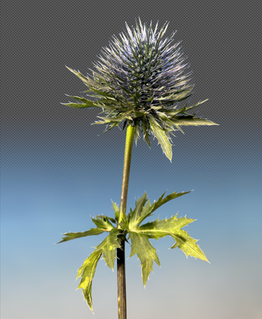 Photo en gros plan d’une fleur de chardon