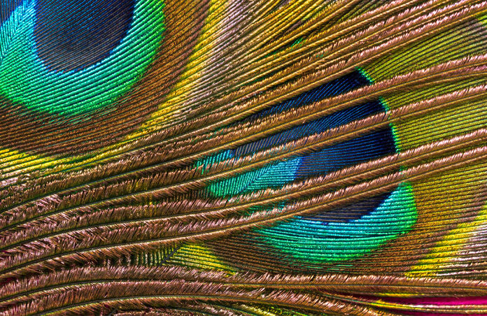 Photo en gros plan de plumes de paon colorées